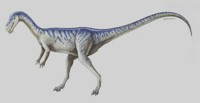 Masiakasaurus knopfleri (25 kb)