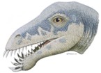 голова Masiakasaurus knopfleri (71 kb)